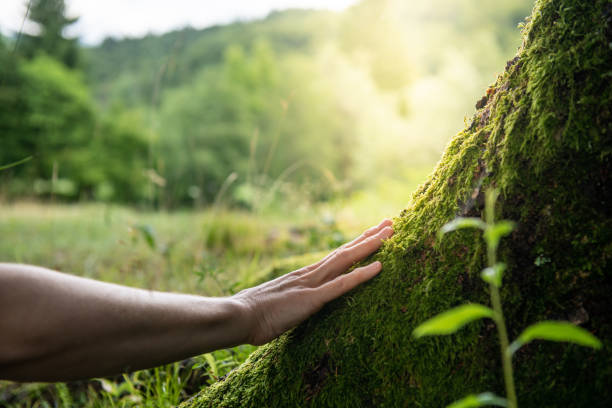 How Our Tree Care Process Works  in  Afton, WY