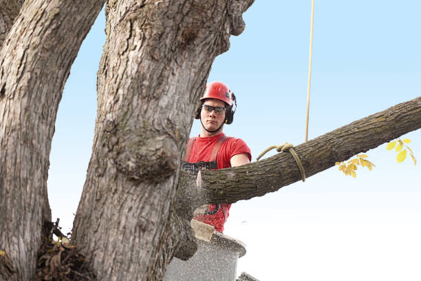 Professional Tree Removal Services in Afton, WY